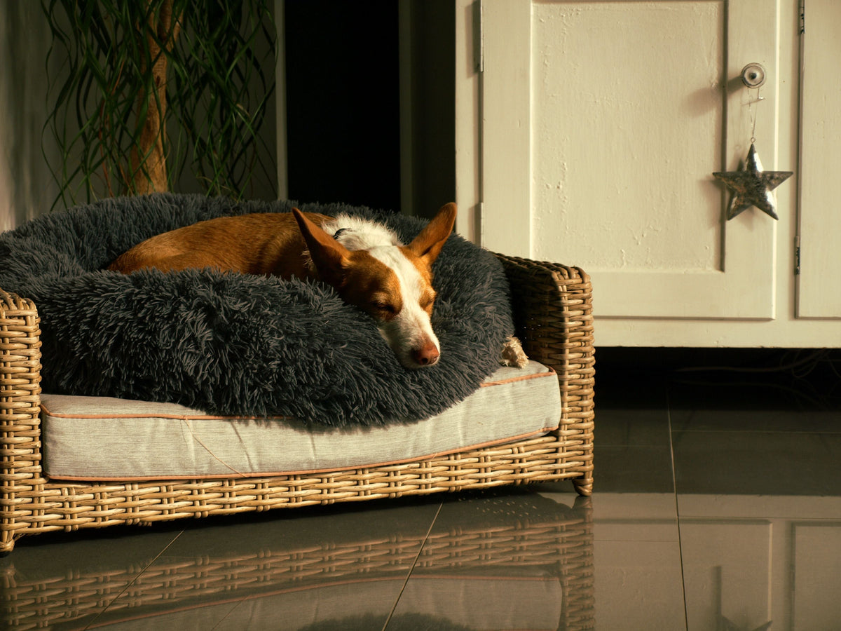 Beds & Comfort