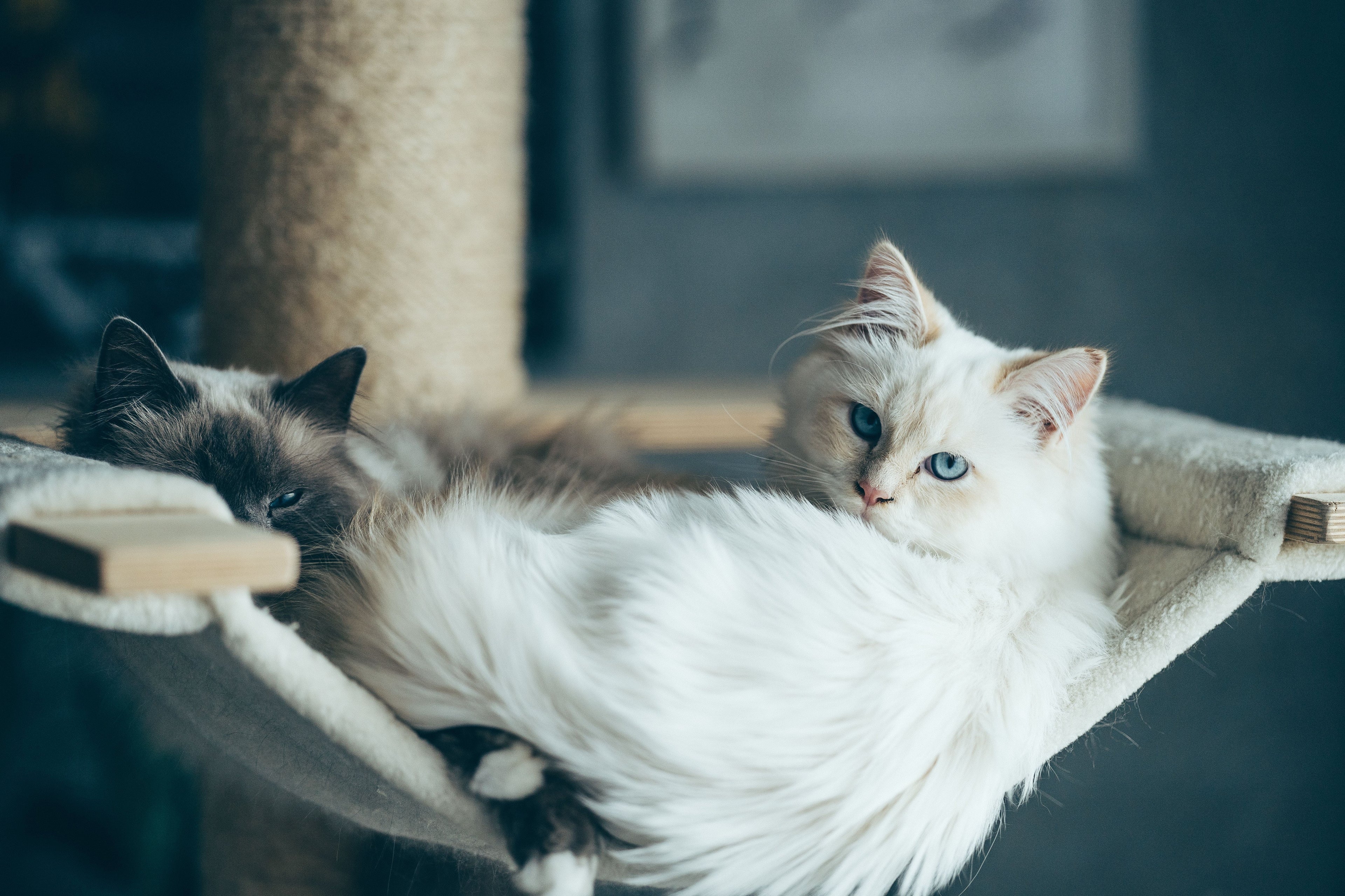 Cats