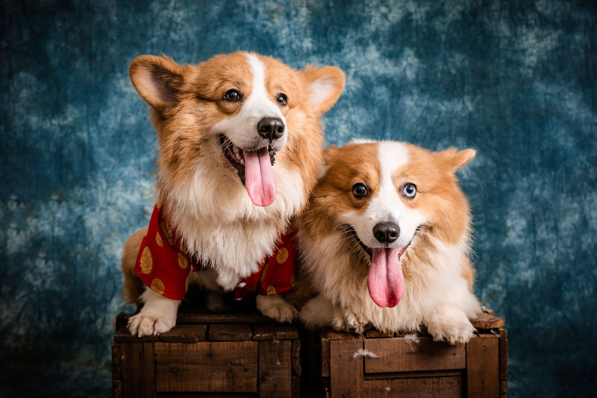 Dogs