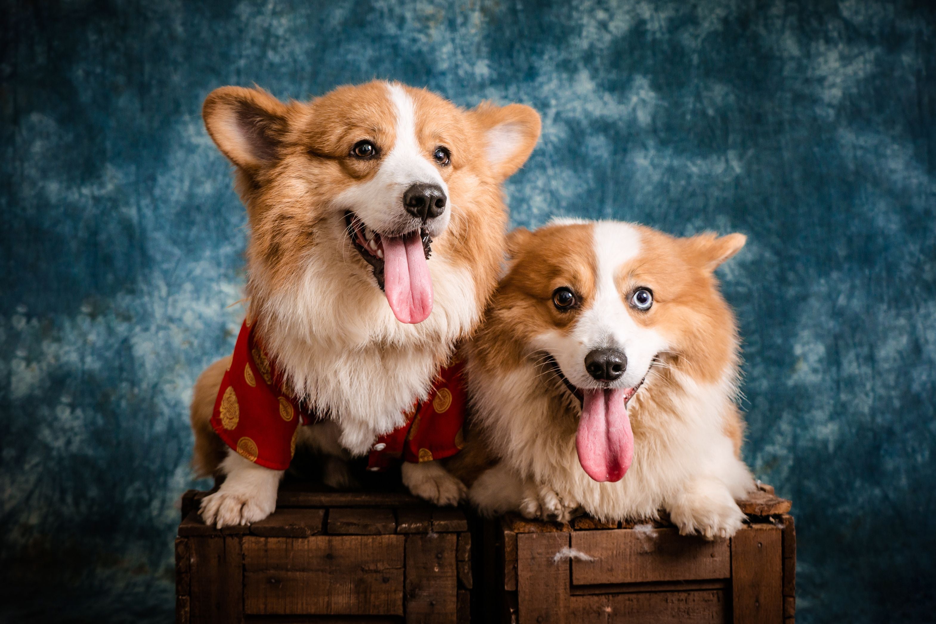 Dogs